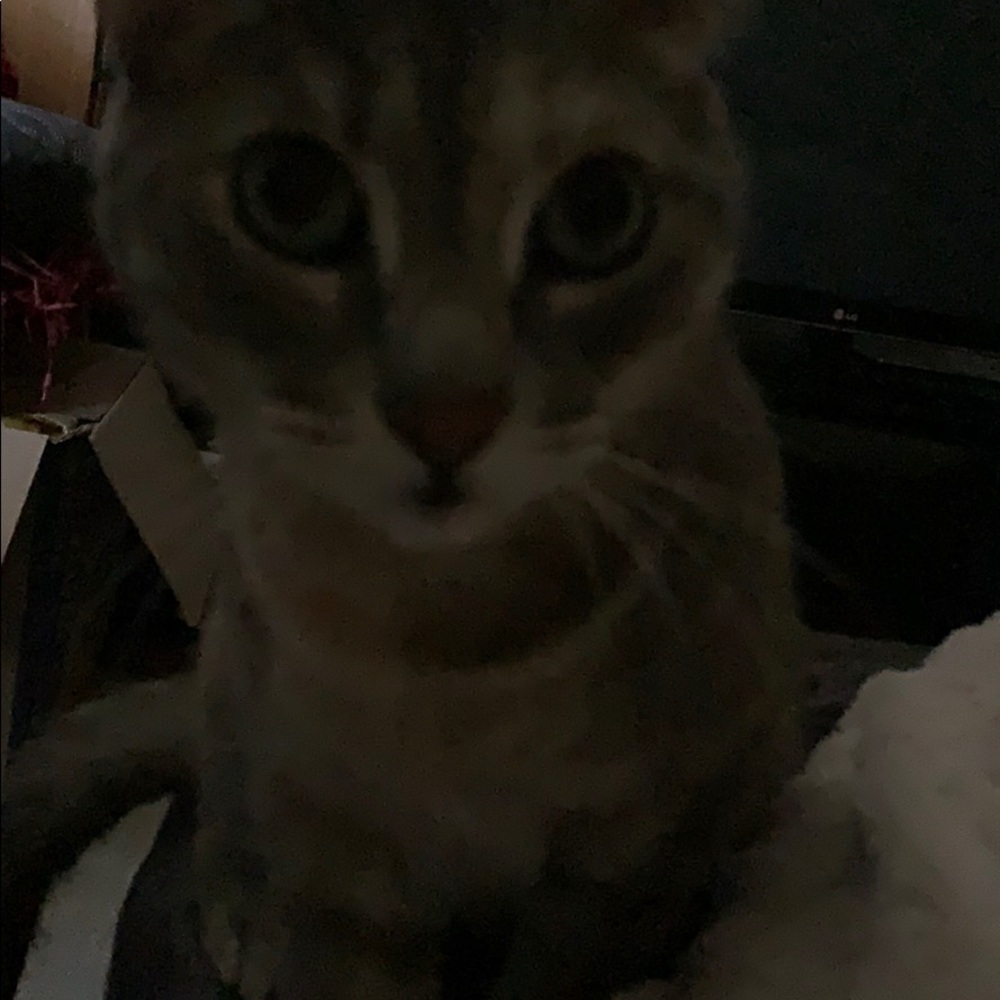 Meet your Posher, Kristen